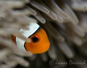 Peeking out by James Deverich 